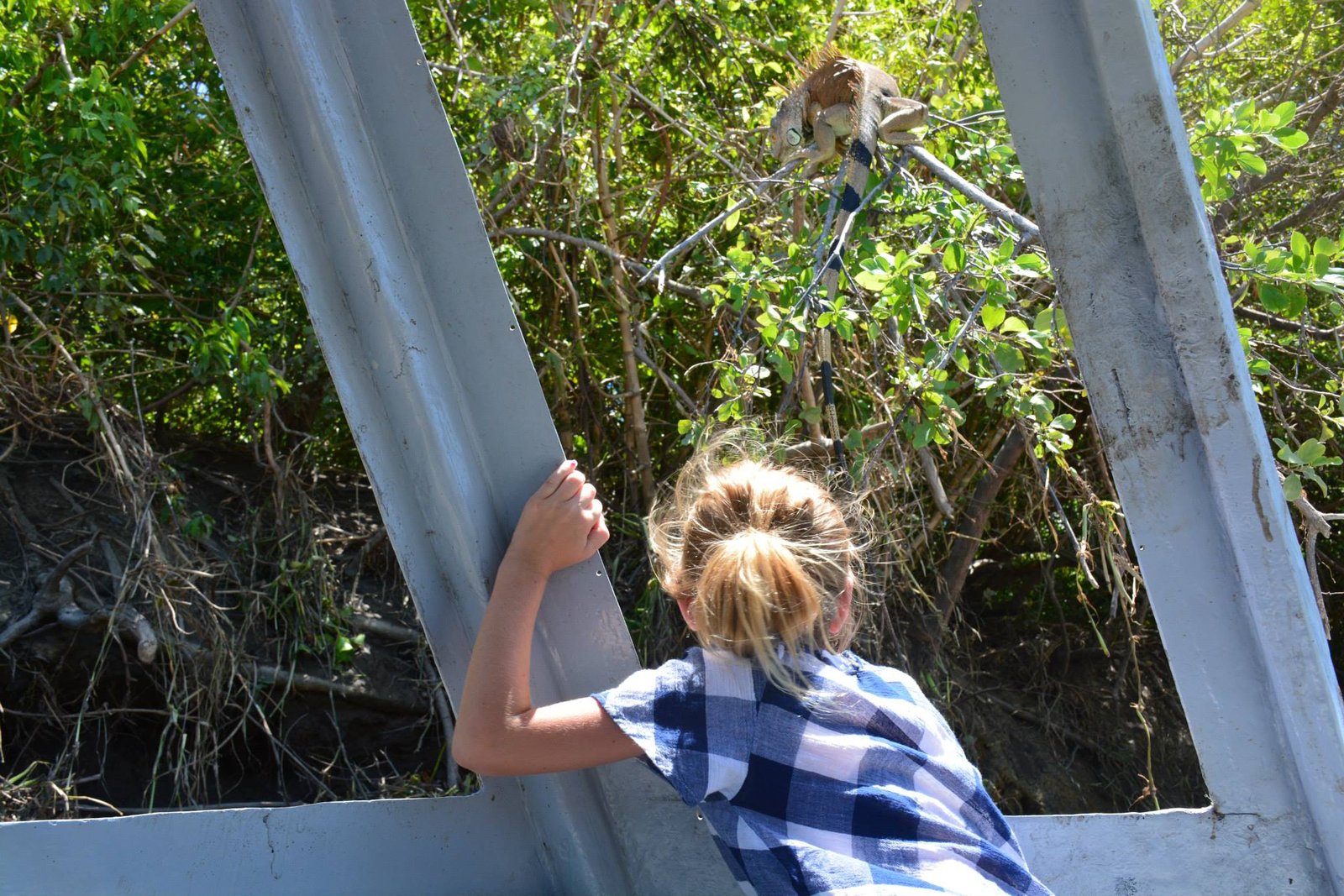 "Guided boat tour through the wetlands of Palo Verde National Park, showcasing diverse wildlife and stunning landscapes, with lush vegetation and birds in flight."