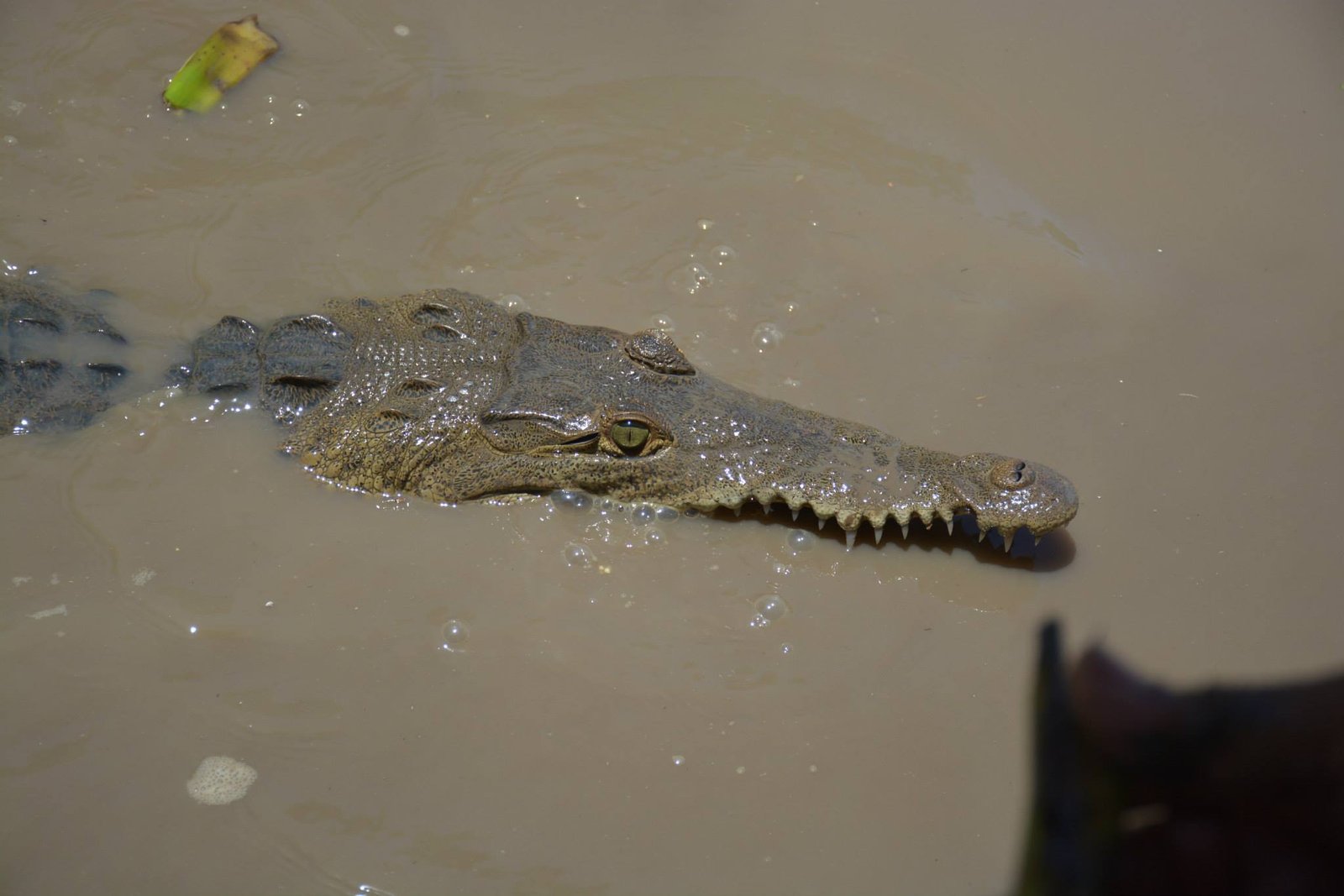 "Guided boat tour through the wetlands of Palo Verde National Park, showcasing diverse wildlife and stunning landscapes, with lush vegetation and birds in flight."