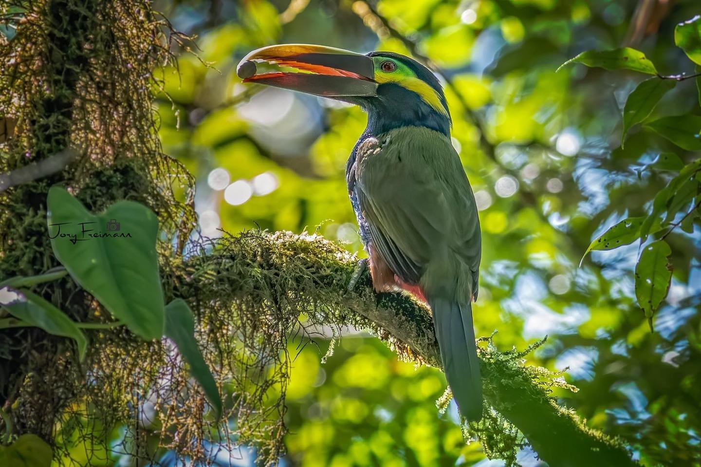 "Suspension bridge surrounded by lush rainforest at Tenorio Hanging Bridge and Nature Preserve, offering breathtaking views of wildlife and tropical scenery."