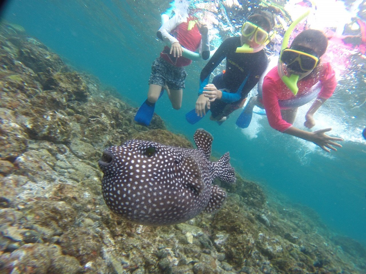 "Snorkeling boat tour in Flamingo Beach, Costa Rica, with crystal-clear waters, vibrant marine life, and breathtaking ocean views."