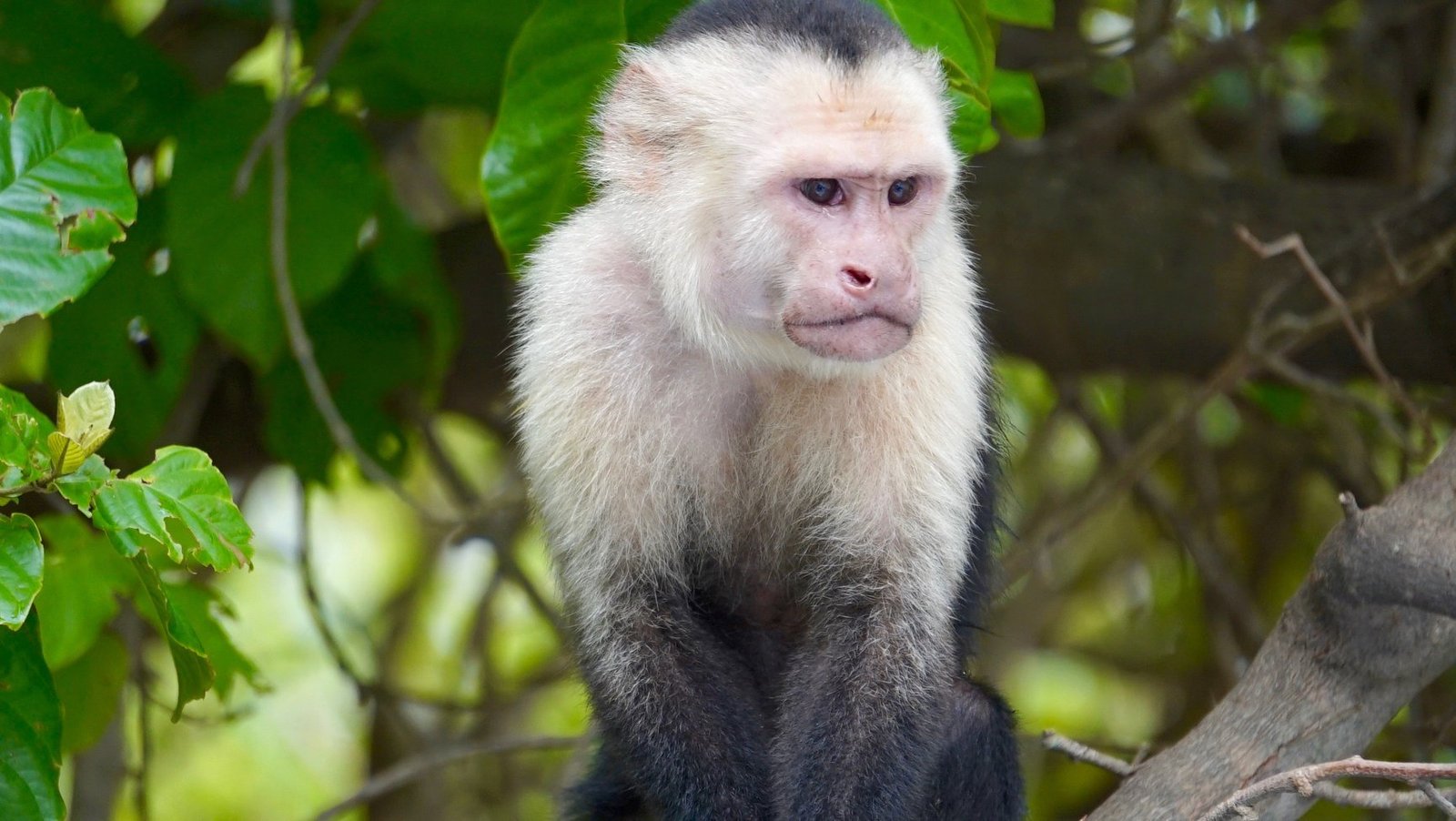 Guided boat tour through the wetlands of Palo Verde National Park, showcasing diverse wildlife and stunning landscapes, with lush vegetation and birds in flight."