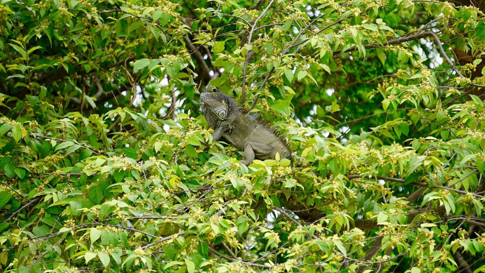 "Guided boat tour through the wetlands of Palo Verde National Park, showcasing diverse wildlife and stunning landscapes, with lush vegetation and birds in flight."