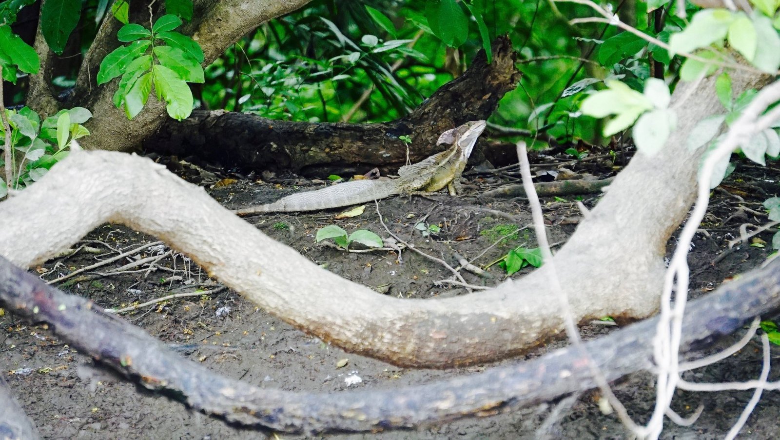 "Guided boat tour through the wetlands of Palo Verde National Park, showcasing diverse wildlife and stunning landscapes, with lush vegetation and birds in flight."