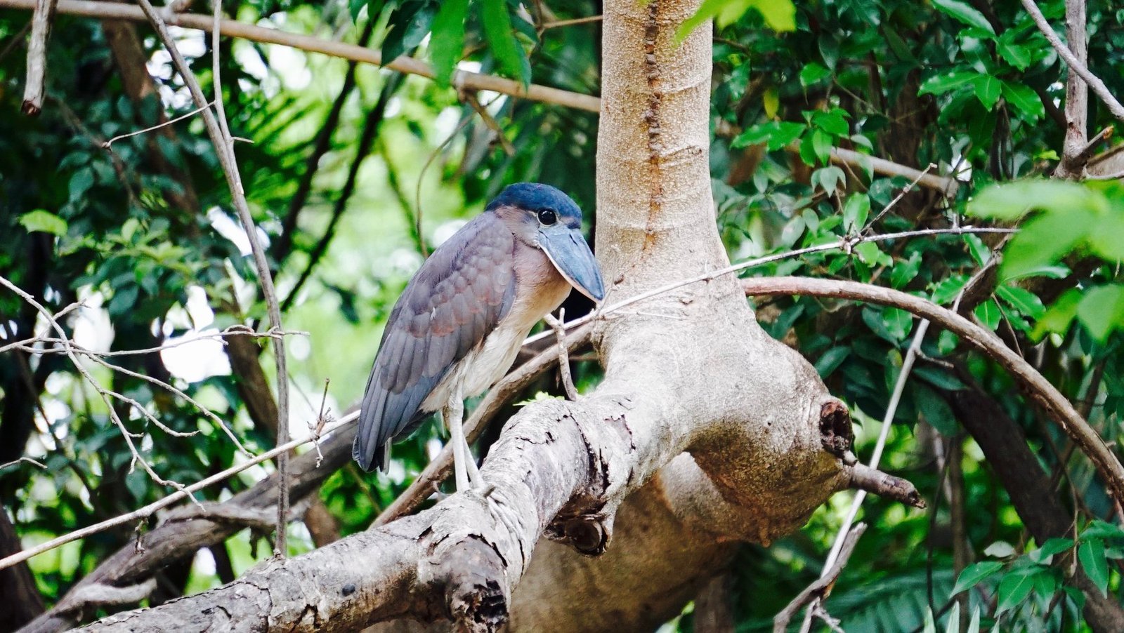 "Guided boat tour through the wetlands of Palo Verde National Park, showcasing diverse wildlife and stunning landscapes, with lush vegetation and birds in flight."