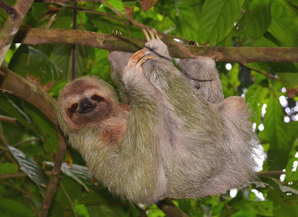 "Suspension bridge surrounded by lush rainforest at Tenorio Hanging Bridge and Nature Preserve, offering breathtaking views of wildlife and tropical scenery."