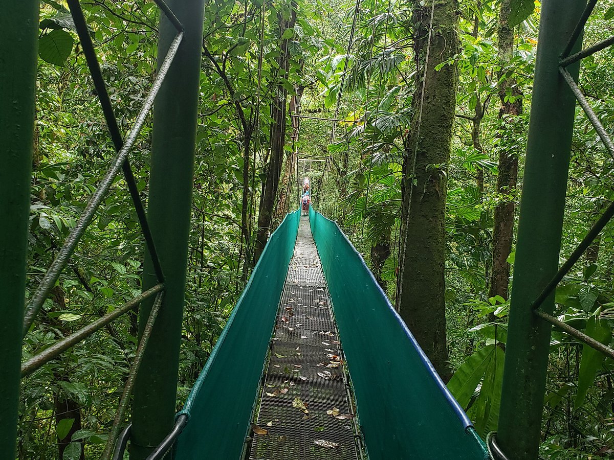 "Suspension bridge surrounded by lush rainforest at Tenorio Hanging Bridge and Nature Preserve, offering breathtaking views of wildlife and tropical scenery."