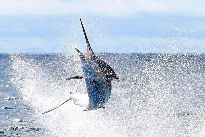 Sport fishing flamingo beach