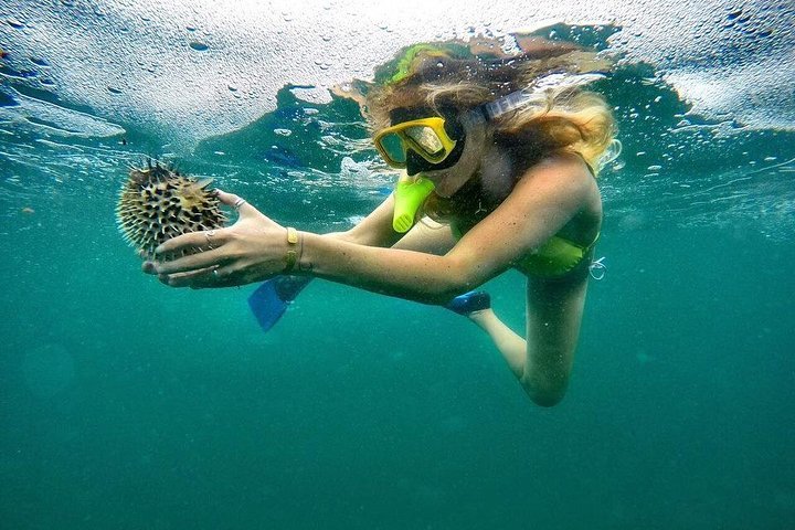 SNORKELING BOAT TOUR-flamingo beach